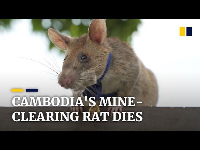 Cambodia’s landmine-sniffing ‘hero rat’ dies at the age of 8
