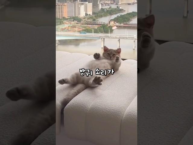 고양이 방귀에 대한 진실?