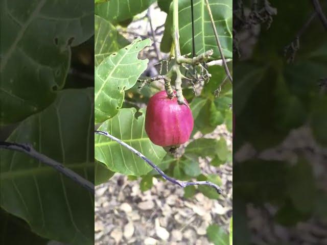 Cashew on View