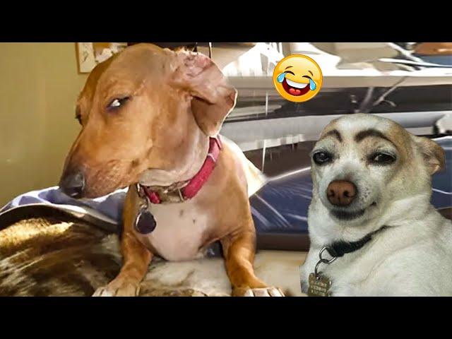 The Funniest Animal Videos of 2024  Funny Dogs and Cats Make You Unable To Stop Laughing