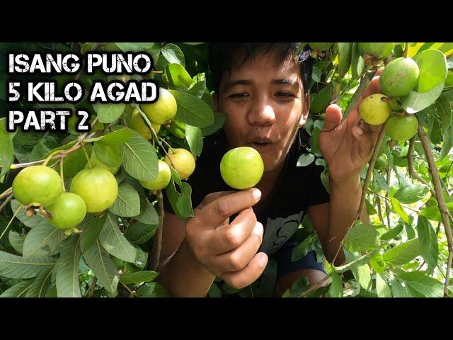 e130 Part 2 | Harvesting Bayabas | tsamba sa Isang Puno | D ILOCANO HUNTER