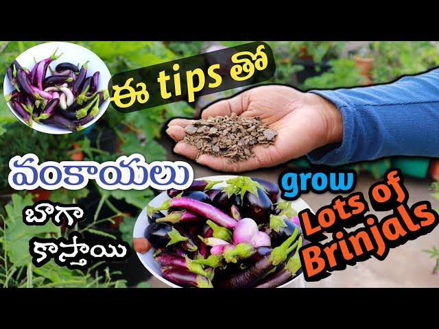 ఇలా పెంచితే వంకాయలు వద్దనా కాస్తాయి, Brinjal Tips #gardening #eggplant #brinjal