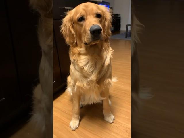 I charge a treat per command #dogs #dogshorts #goldenretriever #golden #shortsvideo #puppy #doglover