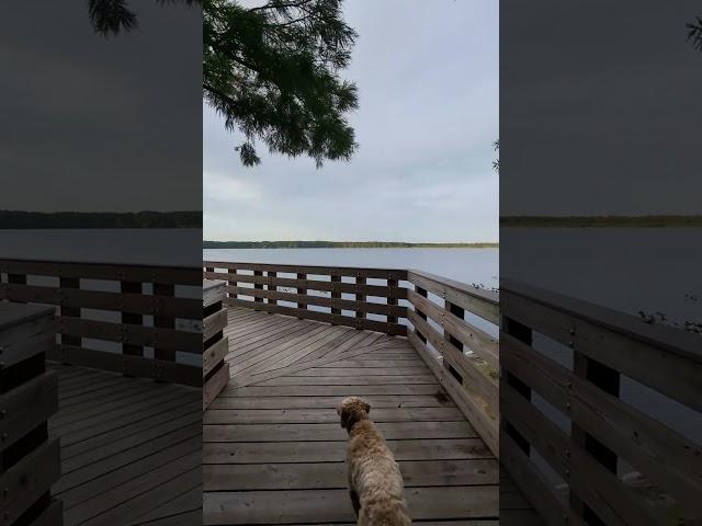 Cherish these moments forever  #myhappyplace #love #adventure #explore #florida #dog #simplemoments