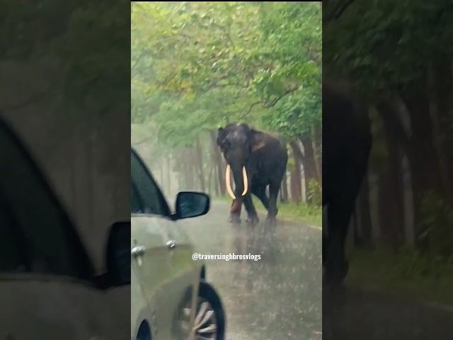 elephant attack | bandipur elephant attack | bandipur tiger reserve | tusker elephant attack #shorts