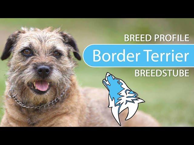 ► Border Terrier Breed [2021] Temperament & Training