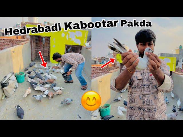 Aaj 1 Hedrabadi Kabootar Pakda ️| Or Hamara 1 kabootar Bhag Bhi gaya 