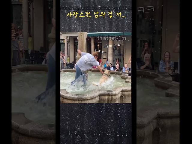 사랑스런 남의 집 개 #댕댕이 #물놀이 #분수 #집사 #puppy #fountain