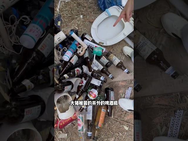 【貓德女王】一隻貓在井下生活了一年，但仍把自己吃的肥肥胖胖，就叫它井下大豬吧 #貓德學院 #流浪貓