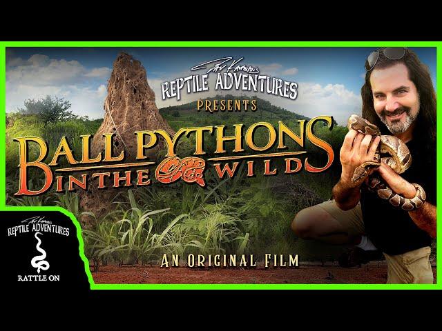 BALL PYTHONS IN THE WILD (An Original Film)