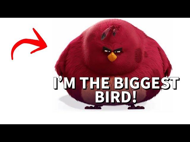 I'M THE BIGGEST BIRD