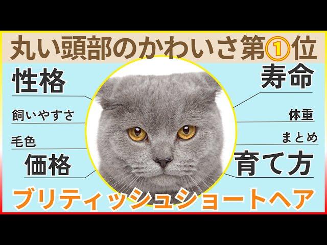 【丸顔かわいい】ブリティッシュショートヘアの性格・飼いやすさ・価格相場・育て方・寿命・体重・毛色まとめ