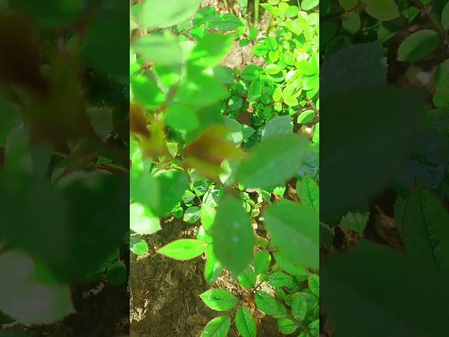 How to save dying rose plant #youtubeshorts #flowers #garden #rose r#gardeningfun #shorts #minirose