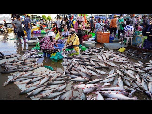 Early Morning Fish Market In Cambodia - Daily Lifestyle & Activities of Khmer People Buying Fish