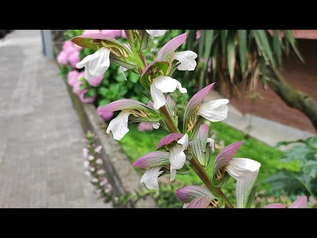 Acanthus spinosus (Spiny bear's-breeches)