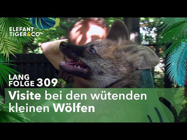 Der kleine Unterschied (Langfolge 309) | Elefant, Tiger & Co. | ARD