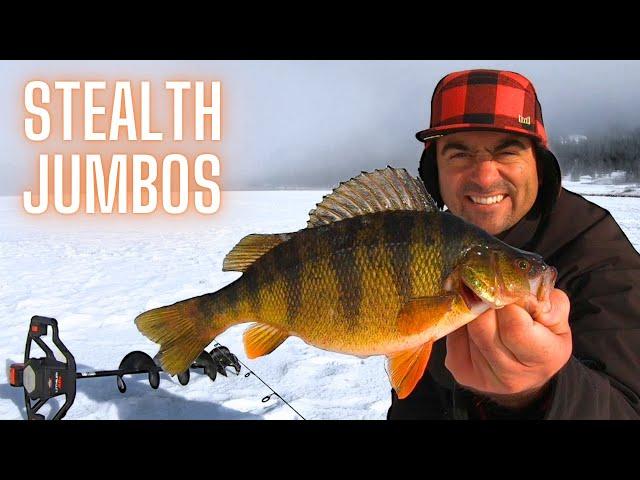 HOW TO CATCH JUMBO PERCH ICE FISHING SHALLOW WATER (MONTANA)