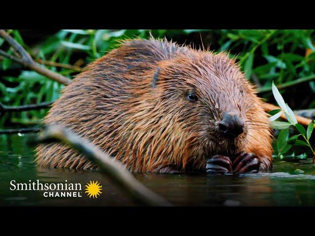 The Teeth of This Beaver Have a Metallic Coating  Carpathian Predators | Smithsonian Channel