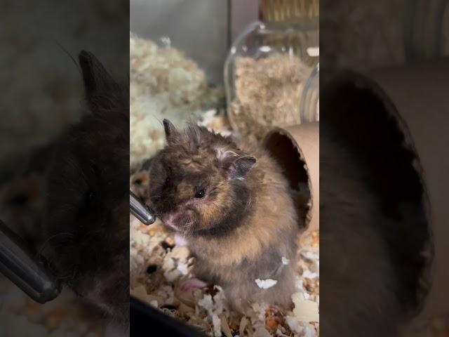 Grumpy sleepy hamster doesn’t want to be held |  Three