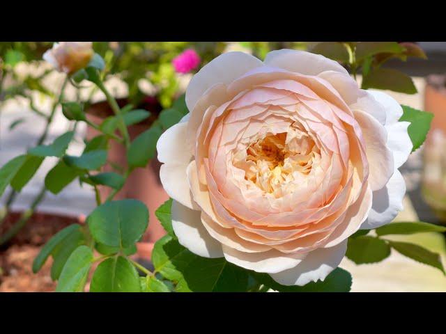 Romantic Roses Compilation - 2021 Edition