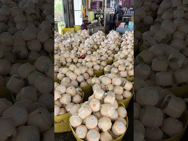 Best Coconut Packaging Process for Global Export - Fruit Cutting Skills