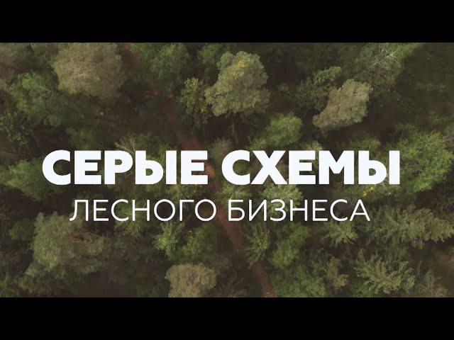 Серые схемы лесного бизнеса: о краже леса и перепродаже древесины. Фильм АТН