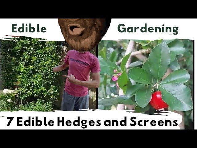 7 Edible & Fruiting Hedges and Screens