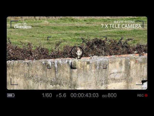 Photographing the hawk with a Mavic 3 Cine Drone from a distance with the telephoto lens