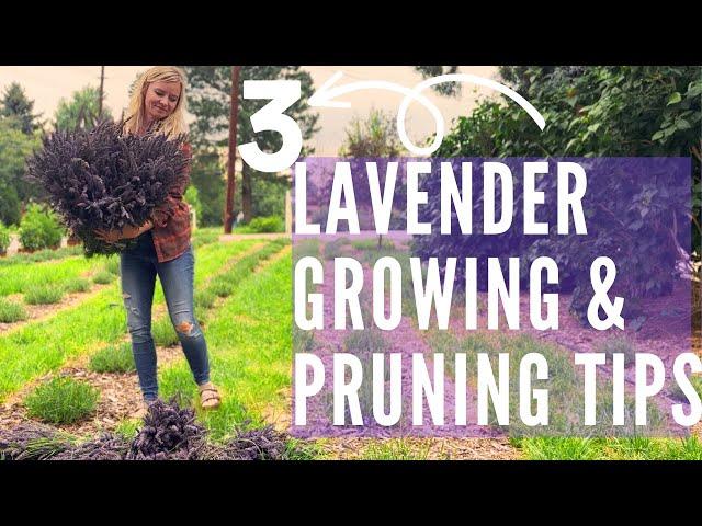 Lavender growing, pruning, and selection for TONS of flowers!