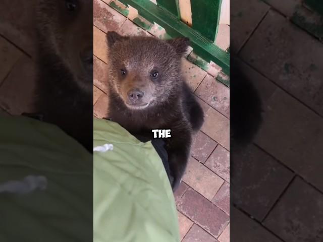 When bear went home with someone. #animals #warm #pet #shortvideo #bear #shortvideo #shorts