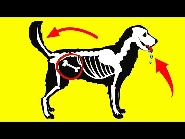 10 Common Dog Behaviors Explained (Understand Your Dog Better)