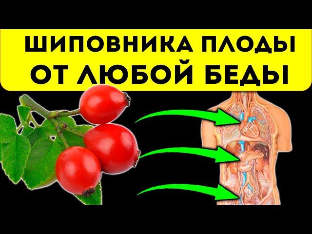 Плоды шиповника творят! Давление, отёки и желчь прочь уходят после 1 стакана на…