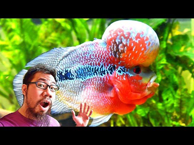 How To Keep Flowerhorn In Community Tank