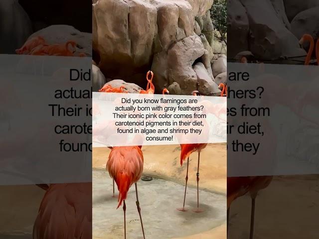 The Secret Behind Flamingo's Pink Feathers