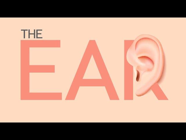 Life Sciences Gr12 The Ear