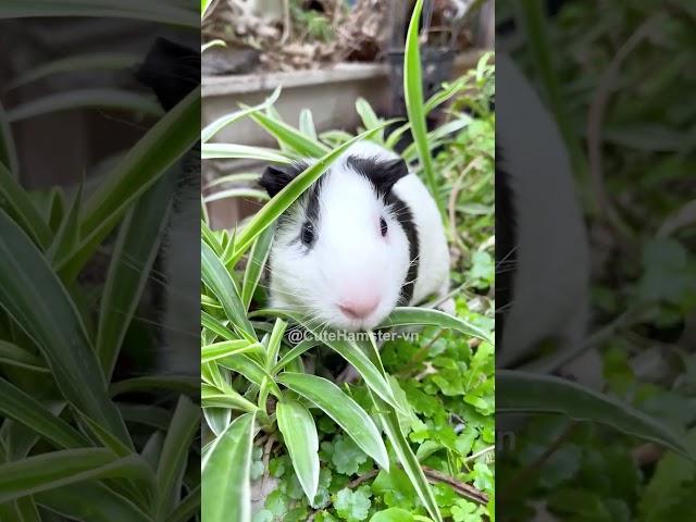 Guinea Pig - Hamter Bear  #cuteanimals #guineapiggyfan #animals #cute #pets #guineapig #capybara