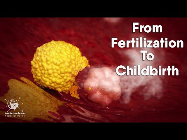 Educational Content ,From Fertilization To Childbirth | 3d medical animation | by Dandelion Team