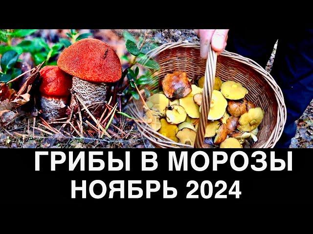 ГРИБОВ МНОГО В МОРОЗЫ НОЯБРЬ 4-СЕРИЯ( 2024 )