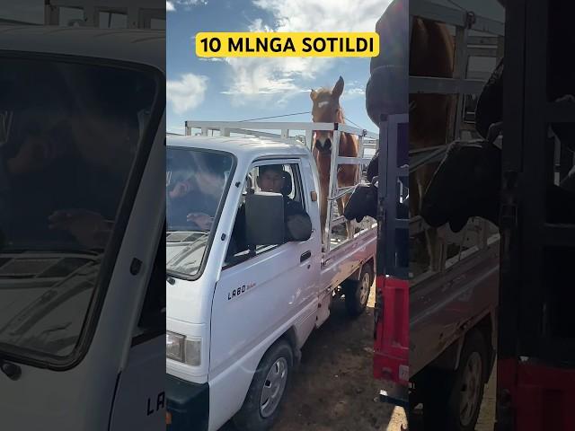 Toy Sotildi