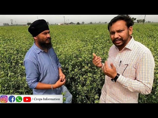 Desi Ajwain di kheti: karnoli Farming @modernagriculture567