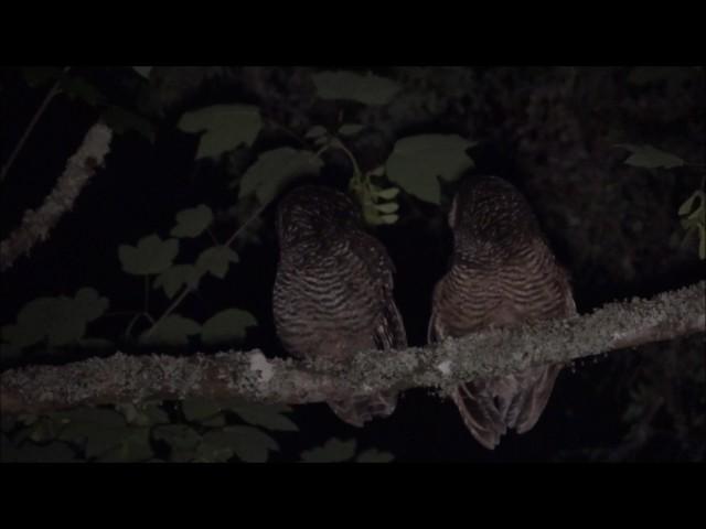 Concón, Strix rufipes.