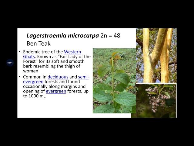 Lythraceae/ henna family