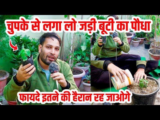 घर में ये जड़ी बूटी का पौधा जरूर लगाएं | Ashwagandha Plant benefits and uses | #ashwagandha #plants