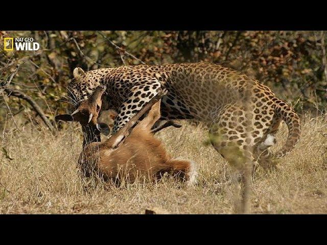 National Geographic Documentary I Wild animals maintain the seed pot I Wildlife Animals