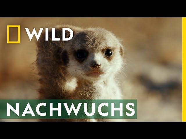 Nachwuchs im Erdmännchen-Clan | Das Wunder des Lebens: Tierbabys