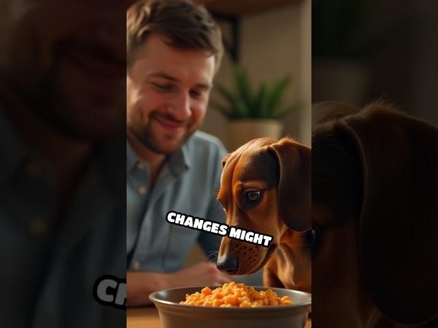 Dachshund Daily Health Check Guide