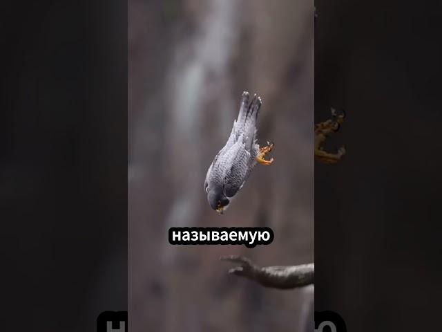 Смерть с небес! Самый быстрый хищник в мире 