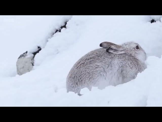 Best Theme Tune! Springwatch | Autumnwatch | Winterwatch | David Poore