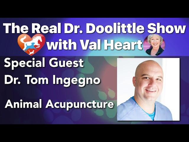 Animal Acupuncture - Dr Tom Ingegno on The Real Dr. Doolittle Show™ | Animal Talk | Podcast #48