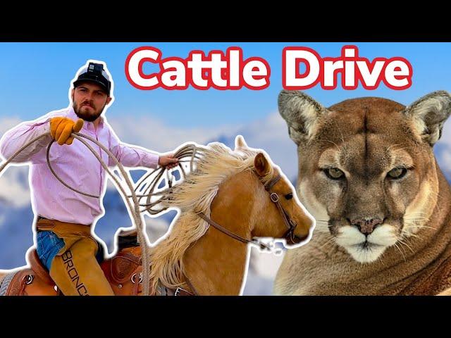 Rescuing Cattle from Deep Snow and Mountain Lions | Vlog 13